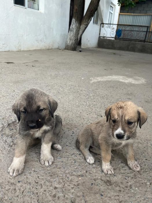 Алабай күшіктерін сатамын