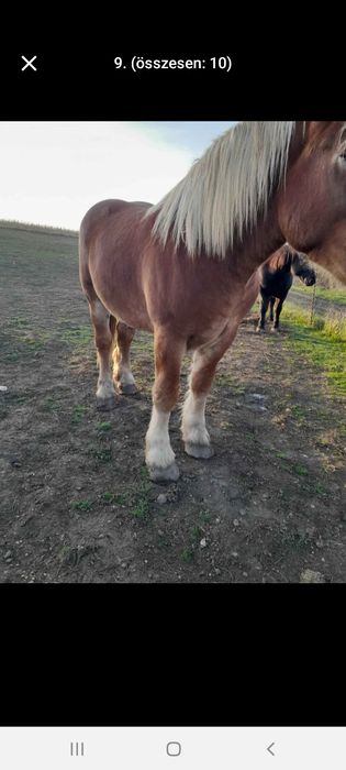 Vand 2 manze si un manz