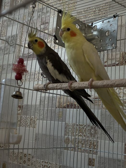 Продам двух попугаев «корелл»