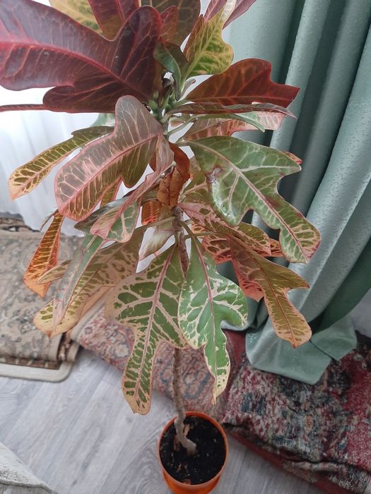 Цветок Алоэ Столетник