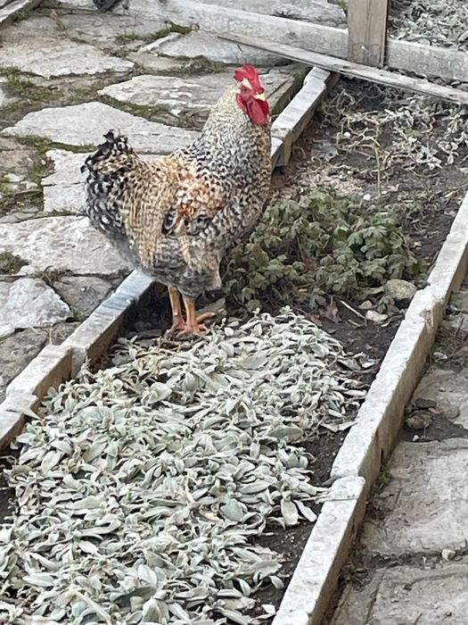 Продавам  млад петел