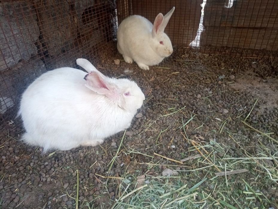 Қойан  қойан  қойан