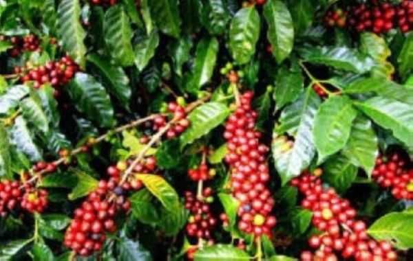 Дава се под наем Магазин в Варна, м-т Евксиноград - 100 кв.м за 500 € - Снимка #12