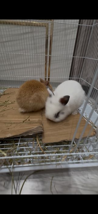 Деокративные домашние кролики