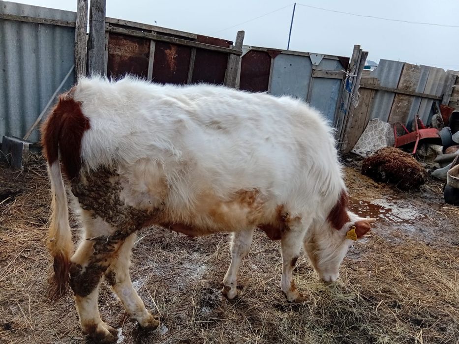 Годовалый бычок продаем