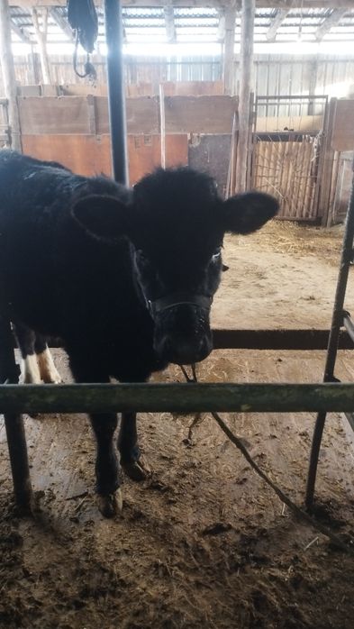 Продам бычков выгыдна