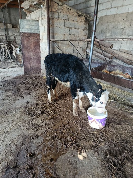 Еркек бузау сатылады