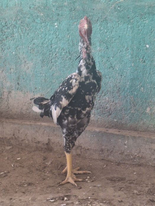 Дакан қораз сатылады.