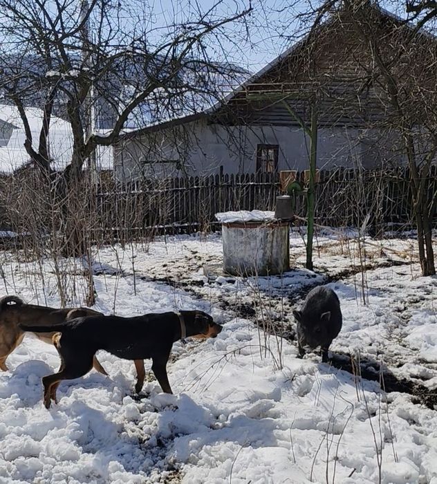 Ardelenesc laika&copoi