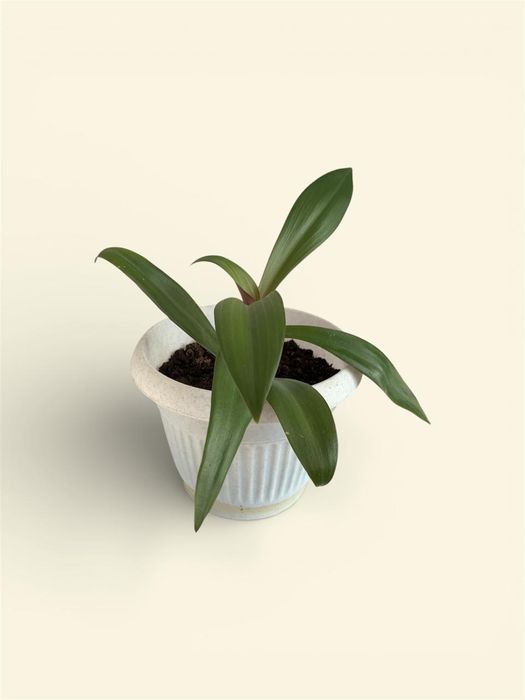 Продается домашние цветы