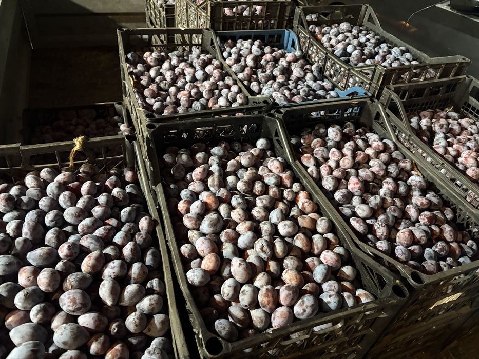 Prune Agen / Arjan de vanzare