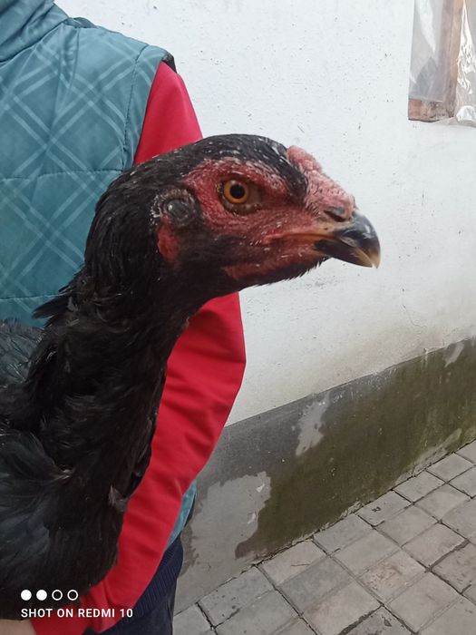 Dakan tovu yirik juda  1 tullak