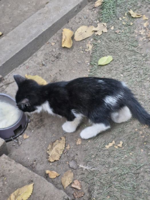 котят бесплатно в добрые руски