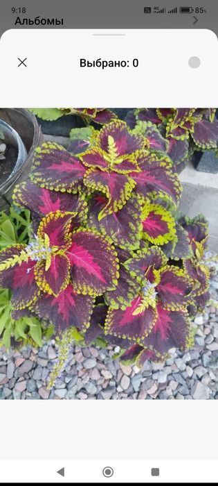 Продам сортовые  колеусы