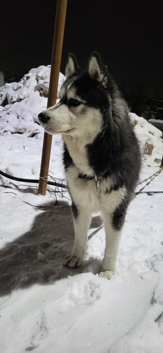 Вязка кобель хаски