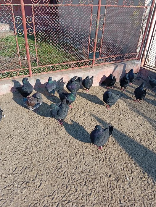 Vand porumbei rasa king negrii