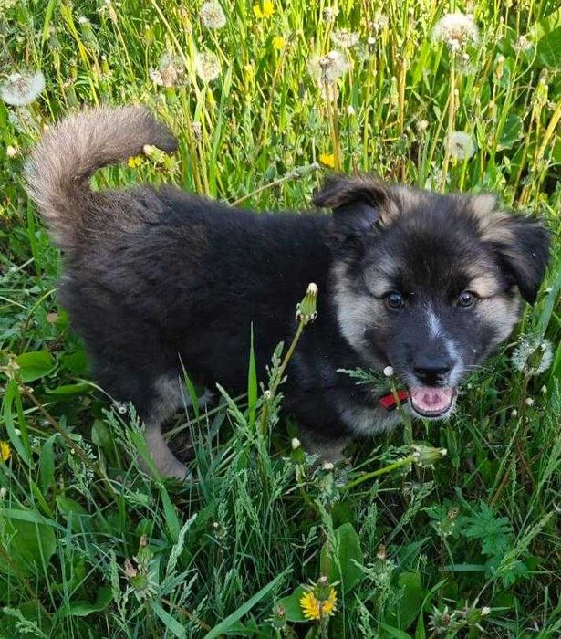 Классный мальчик Вульф ищет ответственных хозяев