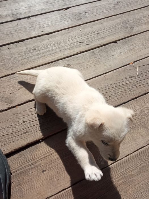 Отдам щенят в добрые руки