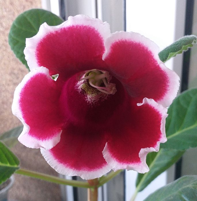 Глоксинии, тидеи