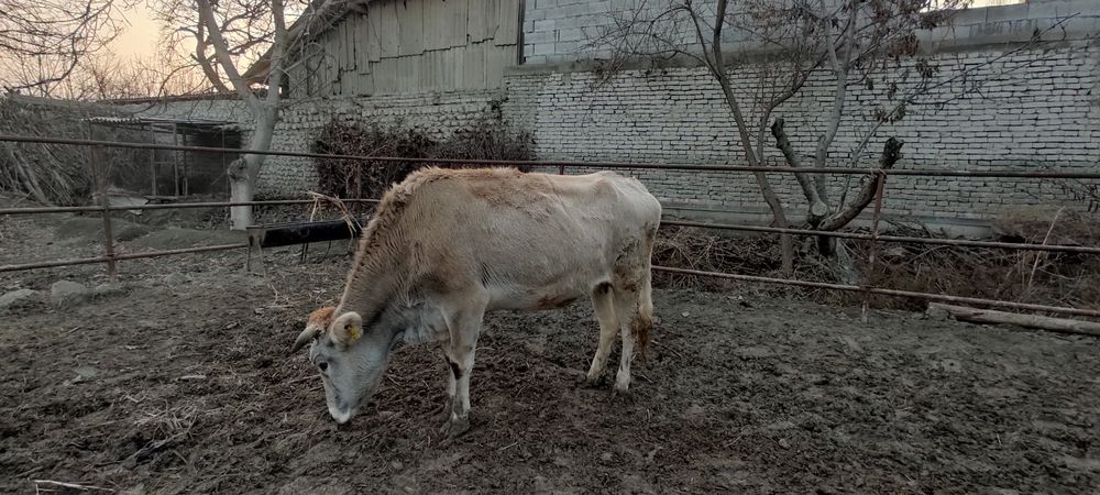 Shvet mol sog'lom sotiladi