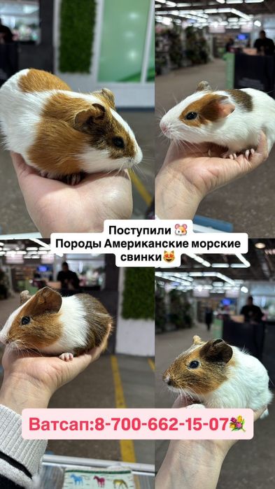 Морские свинки малыши