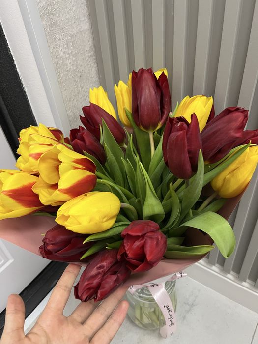 Тюльпан свежии 21 штук