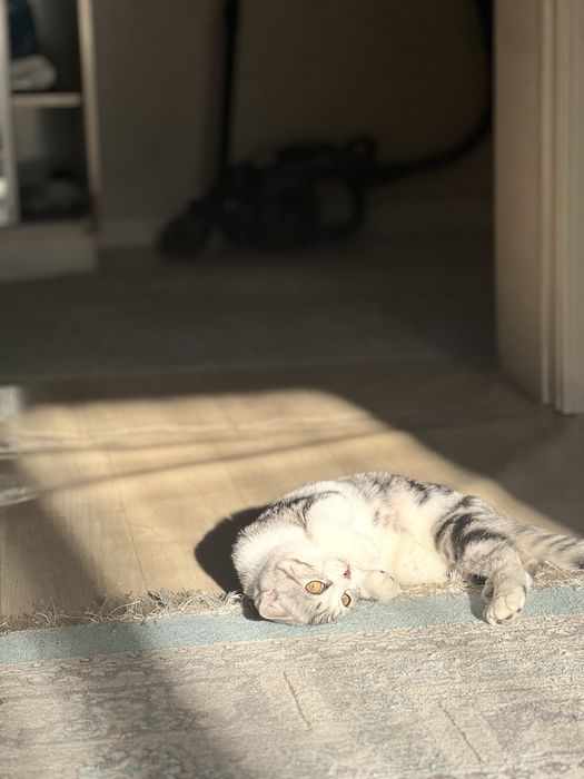 Шотландаская вислоухая котенок