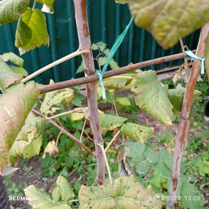 Продам саженцы малины