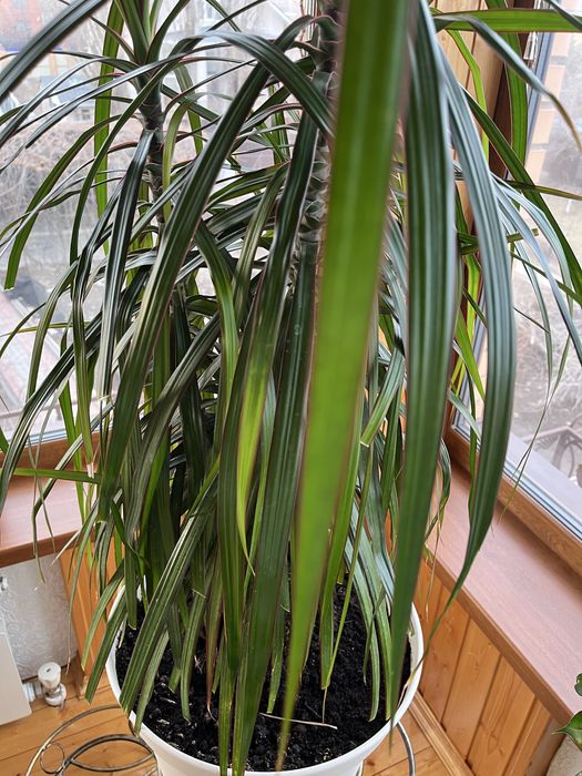 Продам Драцена Узколистная