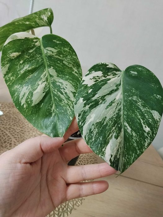 Монстера Альба 5000тг