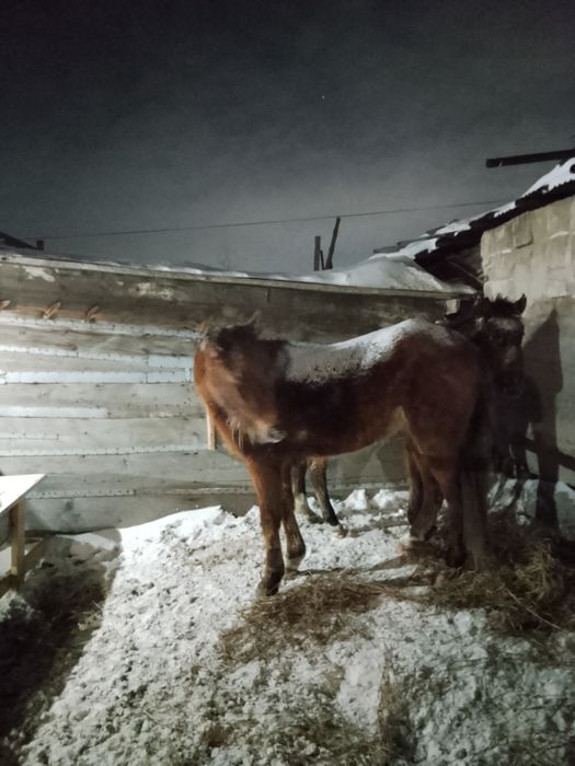 Продам продам Байтал