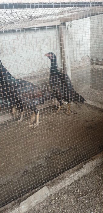 Kulangi tovuqlar sotiladi 3 ta