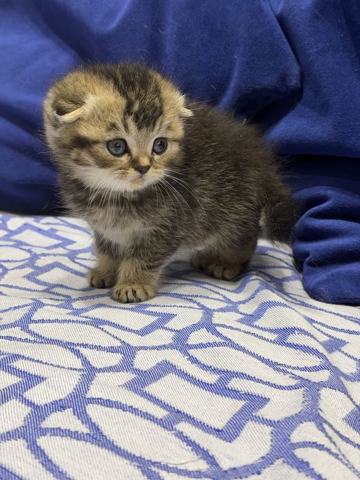 Шотланский Скоттиш Фолд!