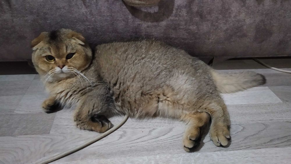 Вязка котик шотландской породы