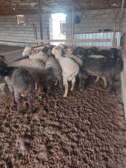 Семіз бордақы қошқарлар сатылады