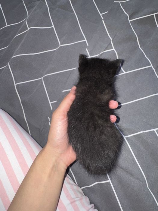 Котята в хорошие руки