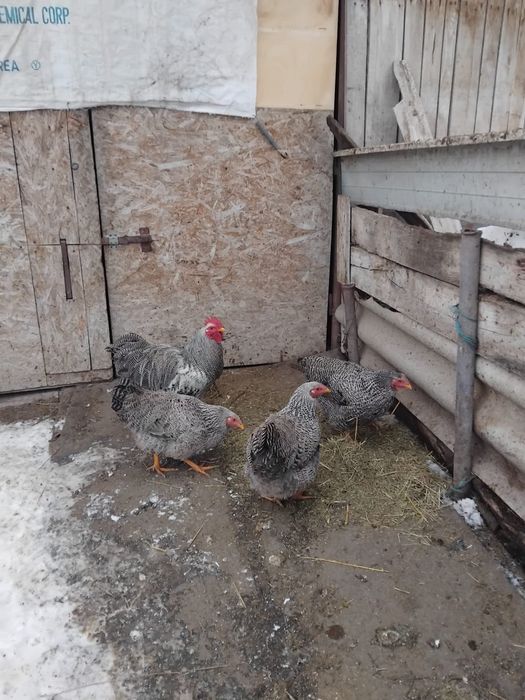 Vând trei găini și un cocoș