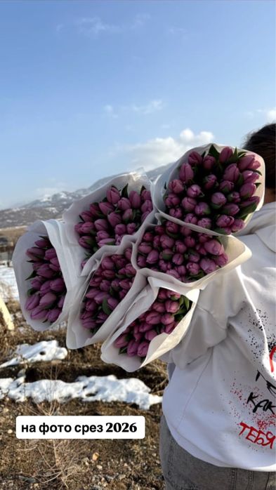 Лучшие тюльпаны с голландской луковицы