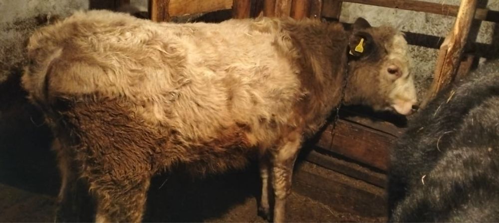 Продам корову бычка