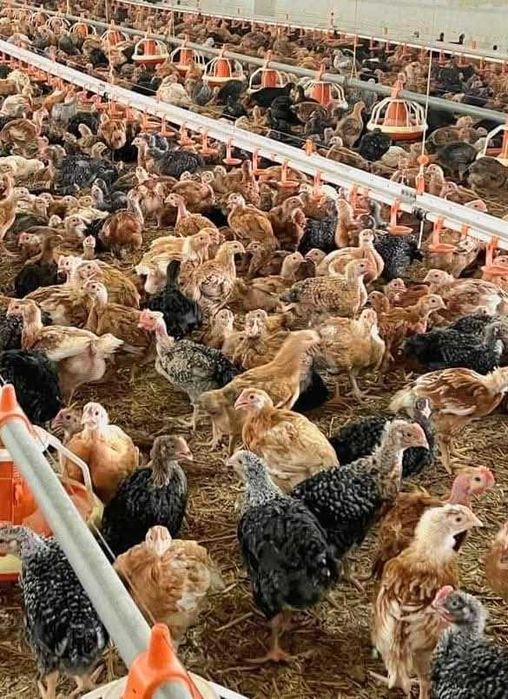 Pui alb si rasă mixtă