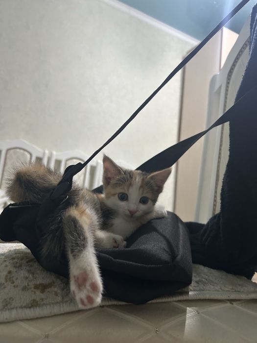 Пропала кошка, помогите найти