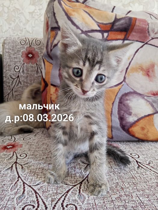 Отдам красивых котят