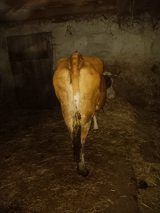 Vând două vacii pentru detalii la numărul de telefon