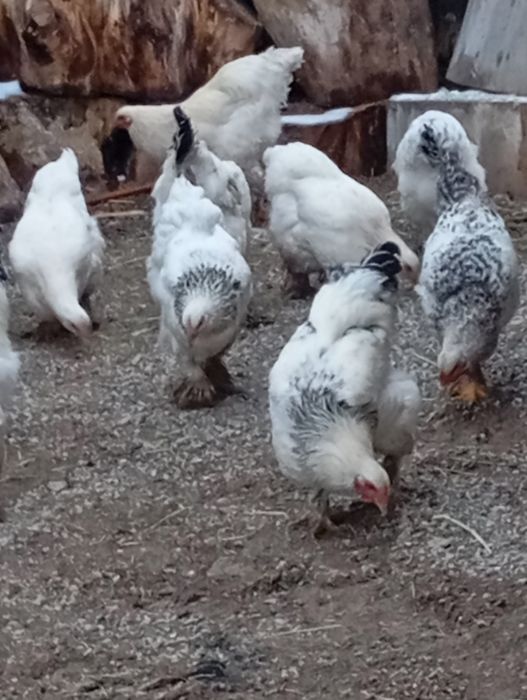 Продам куриц и петухом
