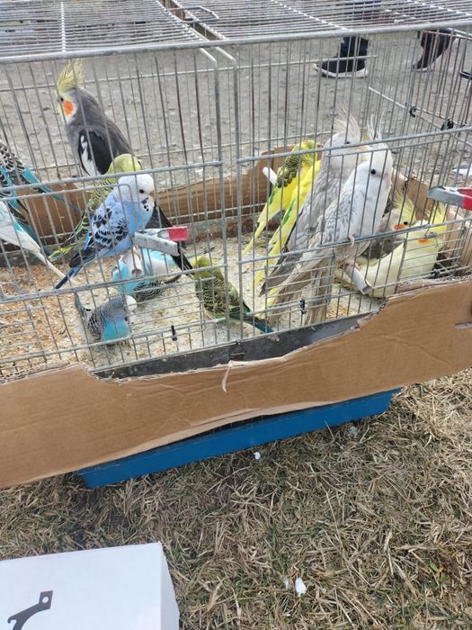 Vand perusi si nimfe