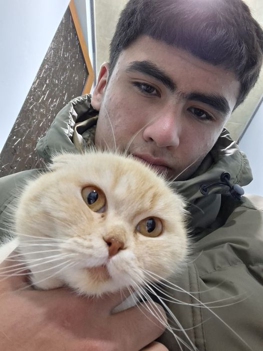 Scottish Fold mushuk sotiladi