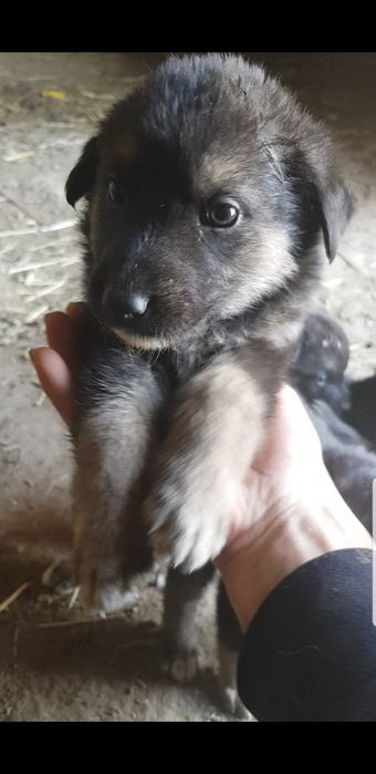 Ovcharka bolasi sotiladi