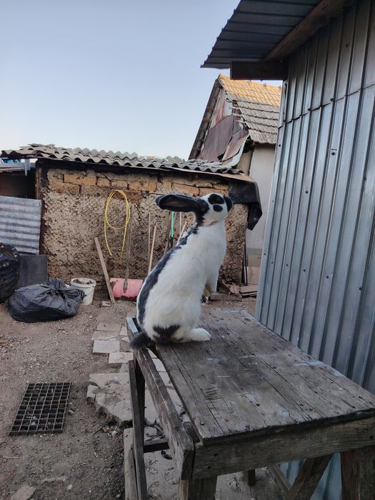 Fluture German matur