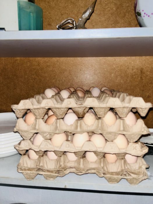 Амрокс тауықтың жұмыртқасы сатылады