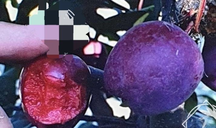 Mar (Soiul Sfecla Roșie)